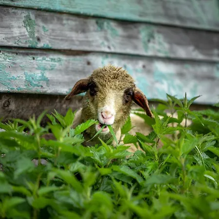 Chata Domki Piwniczna