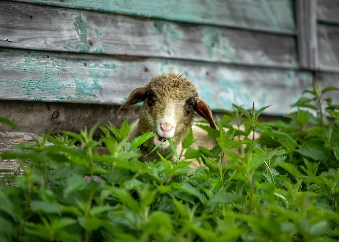 Domek letniskowy Domki Piwniczna